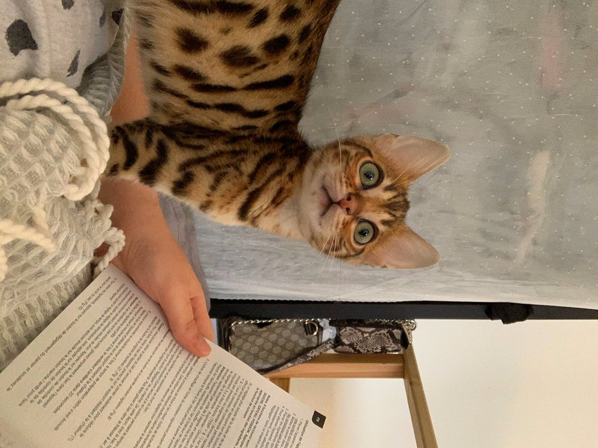 Rizla participe au concours pour gagner de l'argent avec cette photo : asian, bengal, carnivore, cat, chausie, domestic_short_haired_cat, dragon_li, european_shorthair, fawn, felidae, fur, interior_design, kitten, ocicat, paw, pixie_bob, savannah, small_to_medium_sized_cats, tabby_cat, whiskers