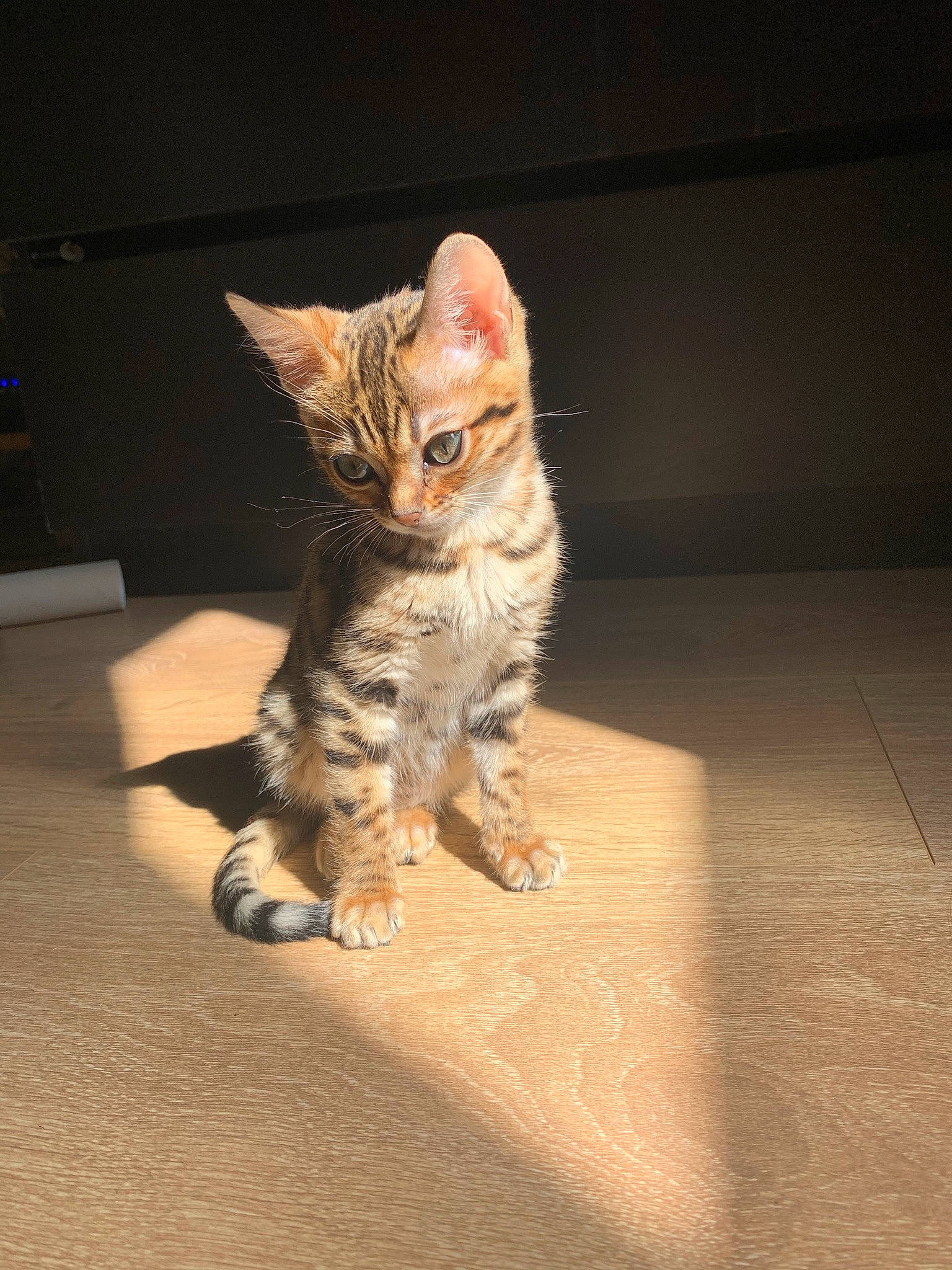 Rizla participe au concours pour gagner de l'argent avec cette photo : asian, bengal, california_spangled, carnivore, cat, domestic_short_haired_cat, dragon_li, egyptian_mau, european_shorthair, felidae, fur, kitten, mammal, ocicat, pixie_bob, small_to_medium_sized_cats, tabby_cat, toyger, vertebrate, whiskers