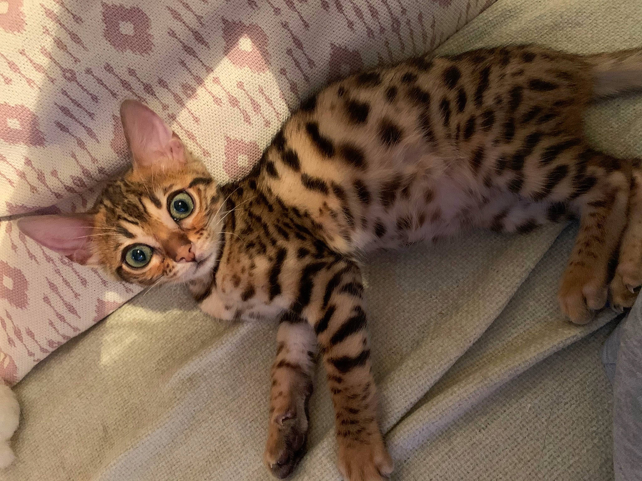 Rizla participe au concours pour gagner de l'argent avec cette photo : arabian_mau, asian, australian_mist, bengal, california_spangled, carnivore, cat, dragon_li, egyptian_mau, european_shorthair, felidae, kitten, mammal, ocicat, small_to_medium_sized_cats, sokoke, tabby_cat, toyger, vertebrate, whiskers