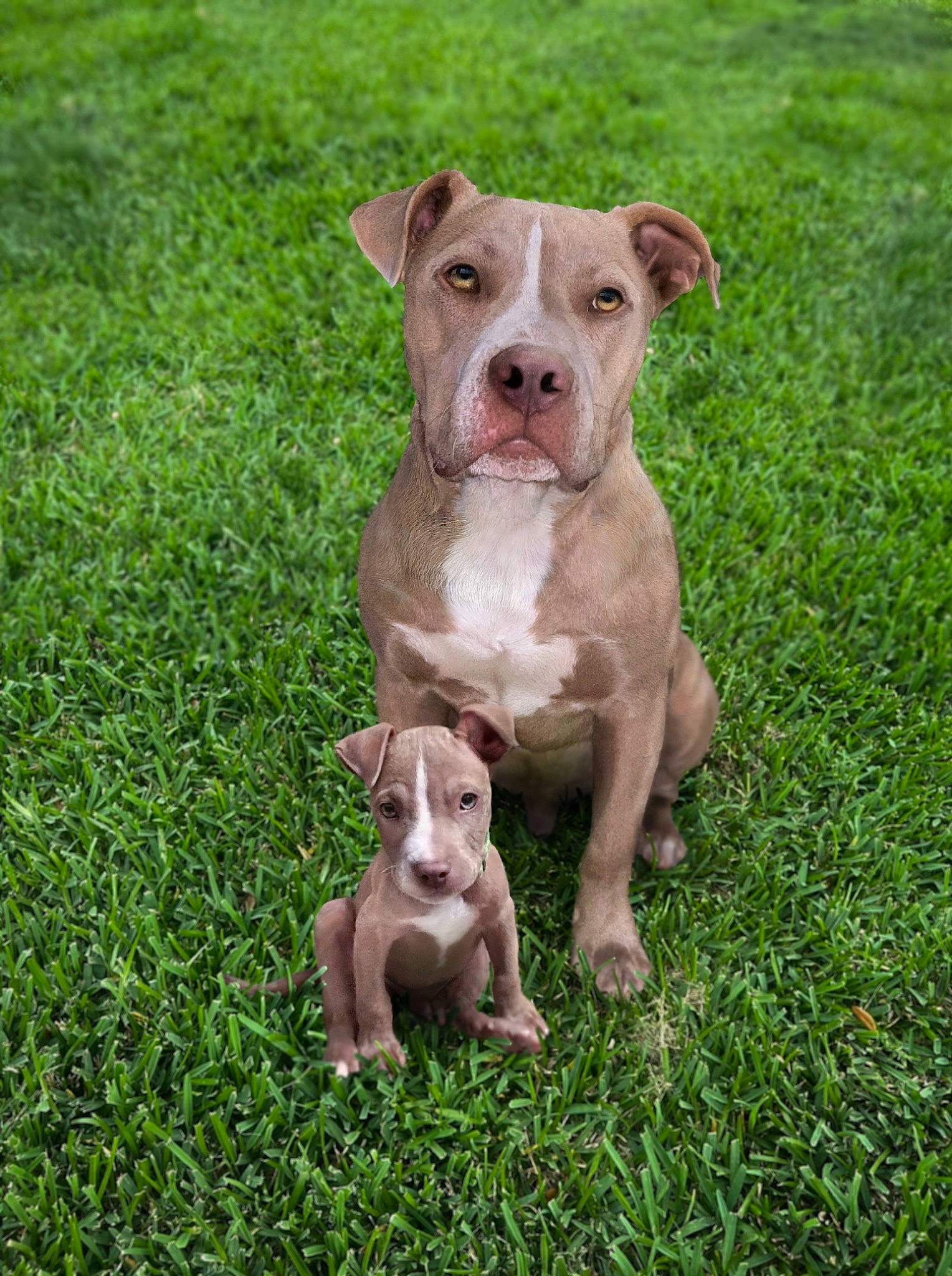 Jax is registered to the contest to win money with this photo: art, canidae, carnivore, companion_dog, dog, dog_breed, dog_collar, fawn, grass, grassland, groundcover, herbaceous_plant, hunting_dog, liver, non_sporting_group, plant, snout, sporting_group, working_animal, working_dog