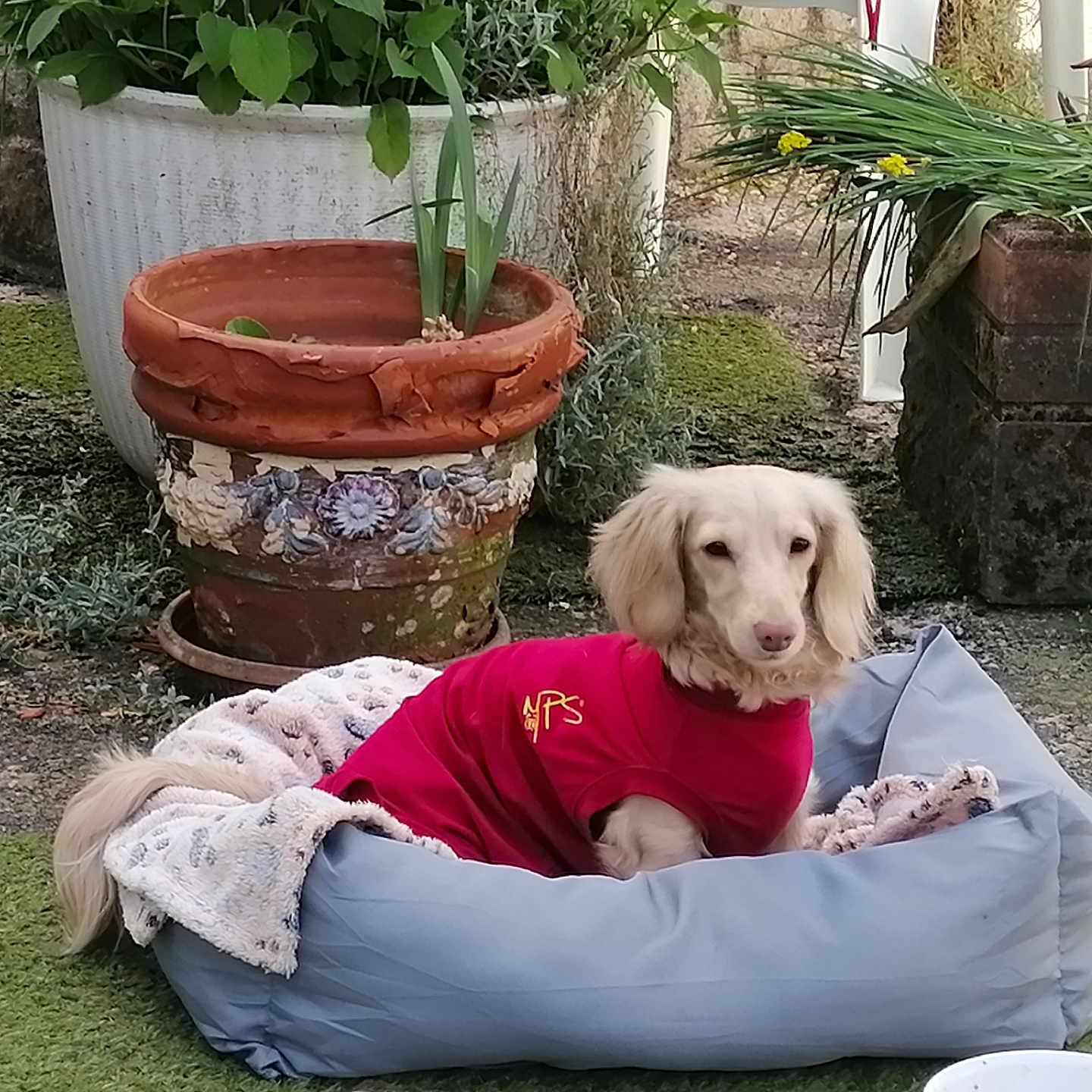 Chipie participe au concours pour gagner de l'argent avec cette photo : animal, backyard, canine, cookware, couch, dog, dogbed, furniture, hound, jar, nature, outdoors, pet, plant, planter, pot, pottedplant, pottery, puppy, vase