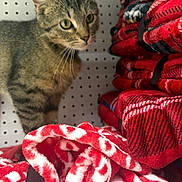Izzy joined the competition — help win amazing prizes! animal, blanket, cat, closeup, curious, domestic_animal, feline, fur, indoor, pattern, pet, red, shelf, soft, stack, striped, tabby, texture, whiskers, white