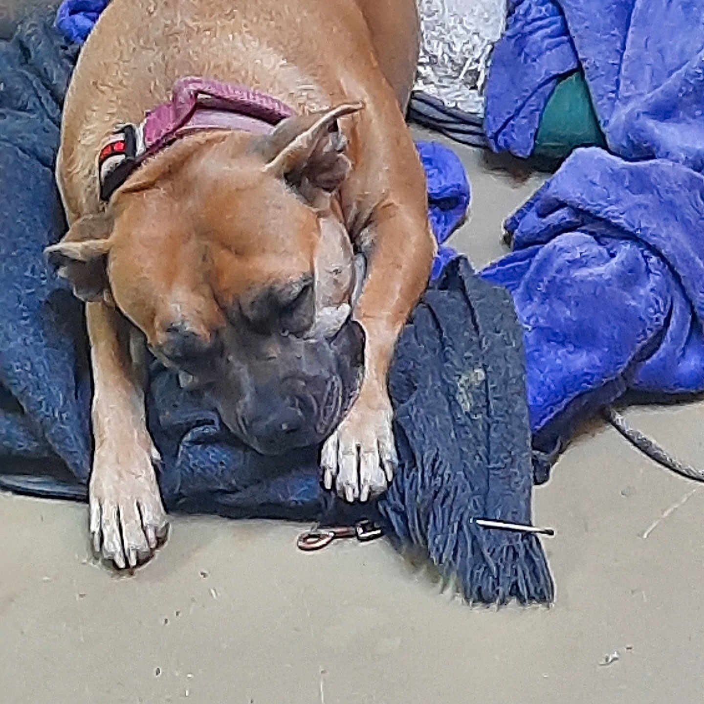 Chi Chi joined the competition — help win amazing prizes! animal, back, blanket, boxer, bulldog, canine, clothing, dog, frenchbulldog, hound, person, pet, pitbull, puppy, shorts, sleeping, snout, suede, towel, velvet