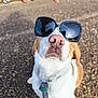 accessory, animal, canine, casual, close_up, collar, cute, dog, fashion, funny, gravel, hand, leash, outdoor, pet, playful, portrait, sunglasses, sunny, white_and_brown