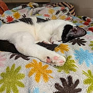 Rita joined the competition — help win amazing prizes! cat, sleeping, black_and_white, cozy, blanket, colorful, patterned, leaf_pattern, indoor, pet, feline, resting, cute, soft_texture, paw, fur, relaxed, comfort, close_up, napping