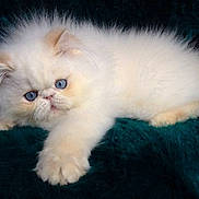 Rooni is registered to the contest to win money with this photo: