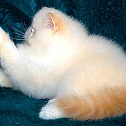 Loki is registered to the contest to win money with this photo: