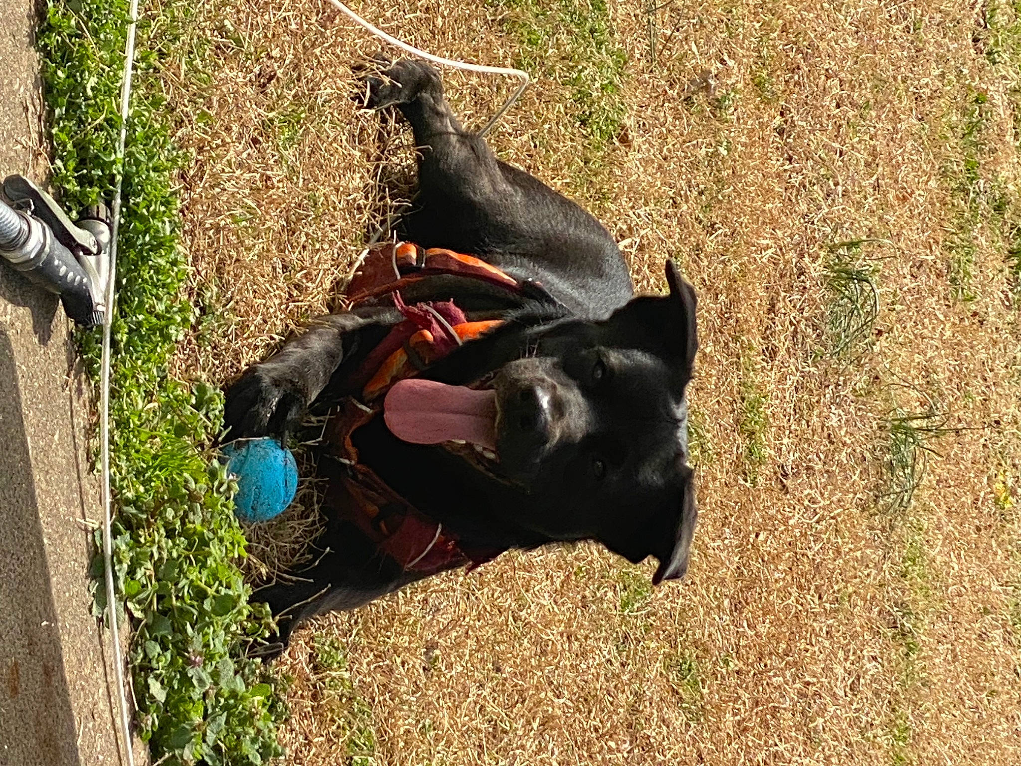 Haiti joined the competition — help win amazing prizes! adventure, carnivore, companion_dog, dog, dog_breed, dog_supply, grass, grassland, guard_dog, hat, hunting_dog, leisure, non_sporting_group, personal_protective_equipment, plant, recreation, soil, sporting_group, tail, working_animal