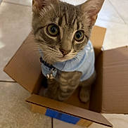 Boni is registered to the contest to win money with this photo: cat, kitten, tabby, cardboard_box, blue_clothing, indoor, curious, wide_eyes, pet, feline, whiskers, ears, floor_tiles, young_animal, sitting, close_up, cute, domestic_animal, playful, small