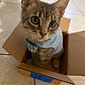 blue_clothing, cardboard_box, cat, close_up, curious, cute, domestic_animal, ears, feline, floor_tiles, indoor, kitten, pet, playful, sitting, small, tabby, whiskers, wide_eyes, young_animal
