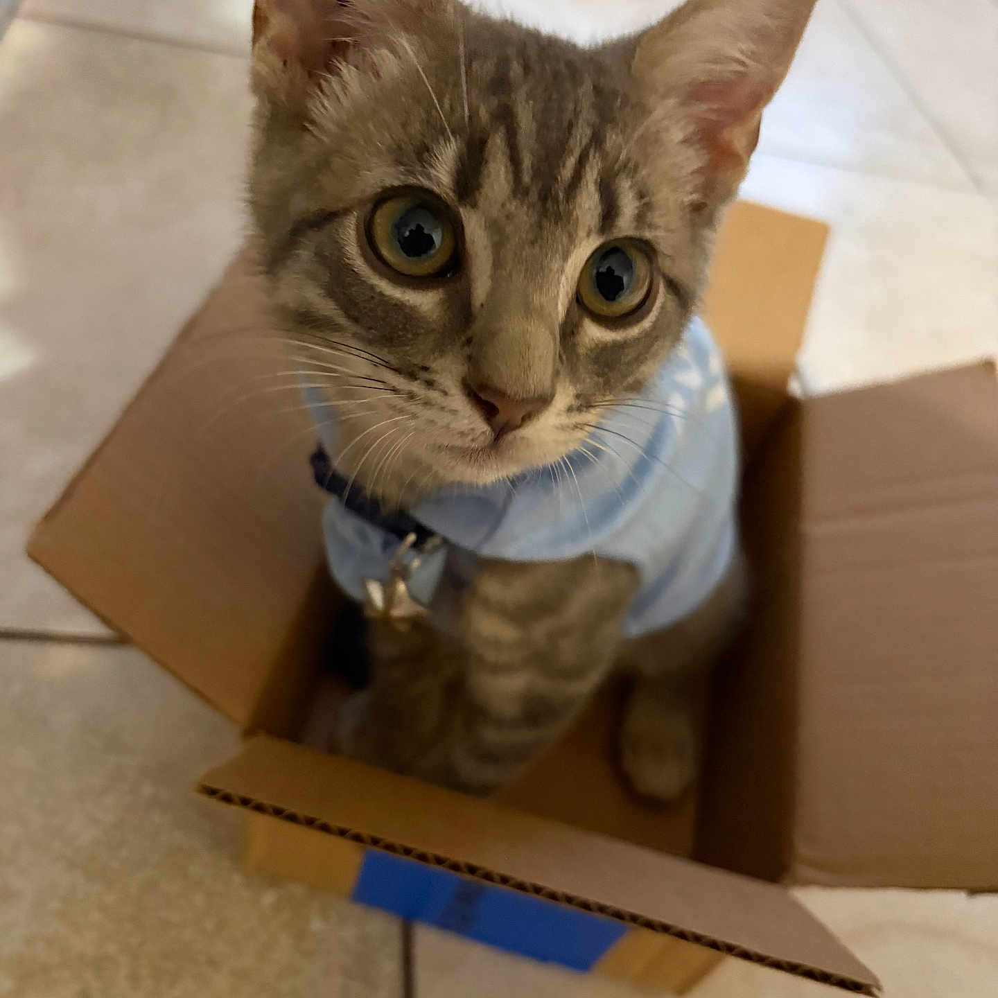 Boni