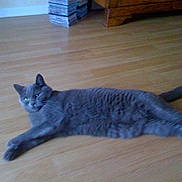 Loulou a rejoint le concours — aidez-le/la à gagner de superbes lots ! american_shorthair, british_shorthair, california_spangled, carnivoran, cat, cat_like_mammal, chartreux, domestic_short_haired_cat, dragon_li, european_shorthair, fur, kitten, mammal, nebelung, russian_blue, small_to_medium_sized_cats, tail, whiskers
