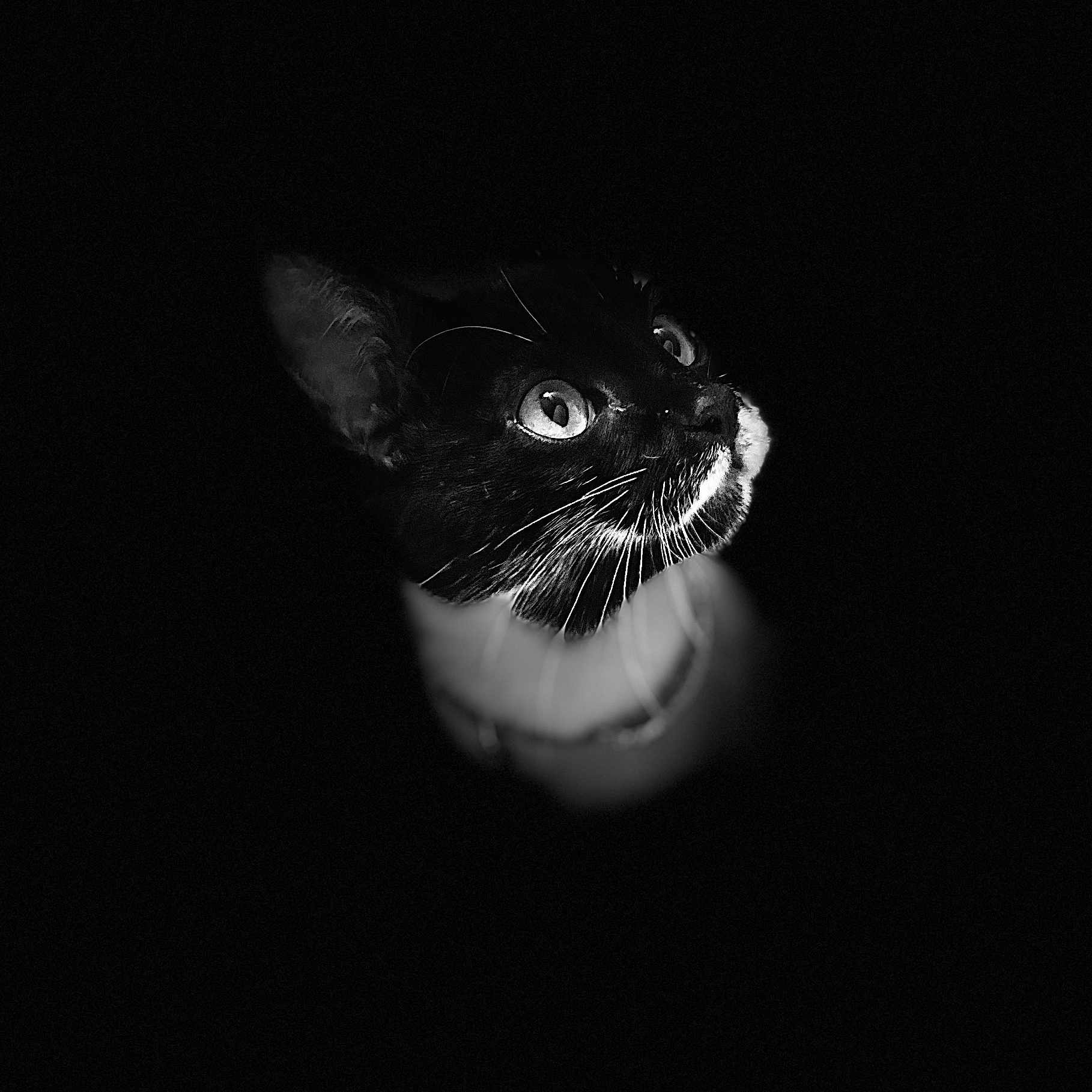 Chanel participe au concours pour gagner de l'argent avec cette photo : animal, black_and_white, black_cat, cat, closeup, curious, dark_background, eyes, feline, headshot, isolated, looking_up, mystical, no_text, pet, portrait, soft_light, tuxedo_cat, whiskers, white_markings