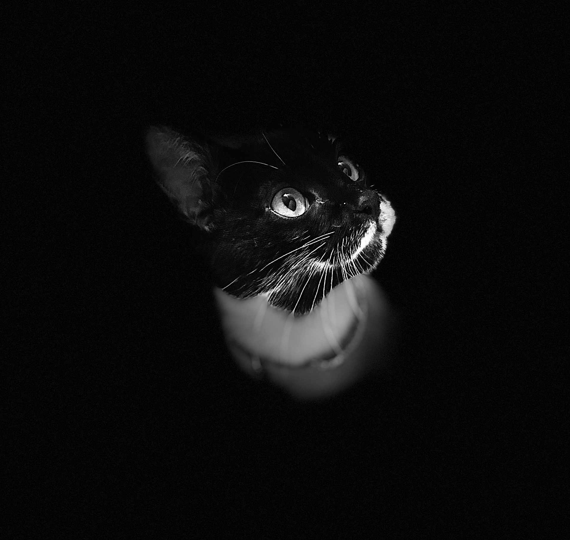 Chanel participe au concours pour gagner de l'argent avec cette photo : cat, tuxedo_cat, black_and_white, portrait, animal, pet, whiskers, eyes, dark_background, closeup, feline, looking_up, soft_light, mystical, curious, headshot, isolated, black_cat, white_markings, no_text