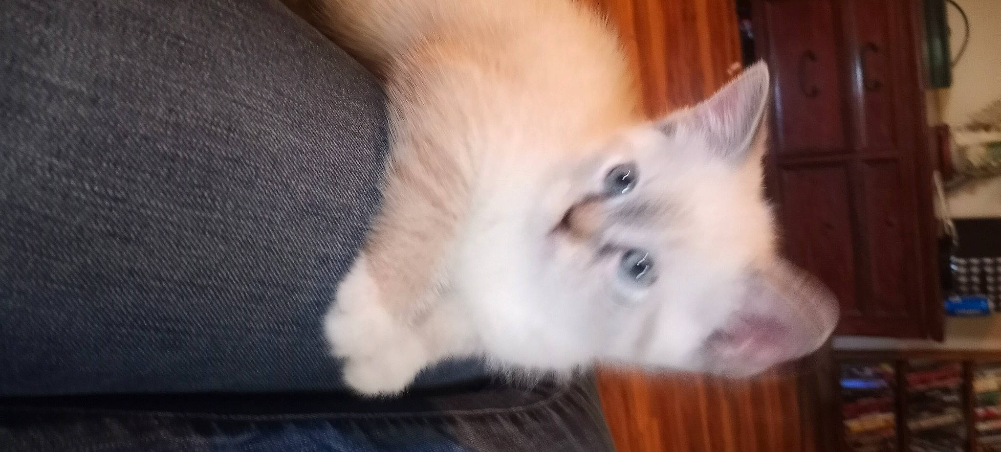 Dandelion joined the competition — help win amazing prizes! carnivore, cat, claw, domestic_short_haired_cat, ear, fawn, felidae, flooring, fur, hardwood, nose, paw, small_to_medium_sized_cats, snout, tail, whiskers, wood