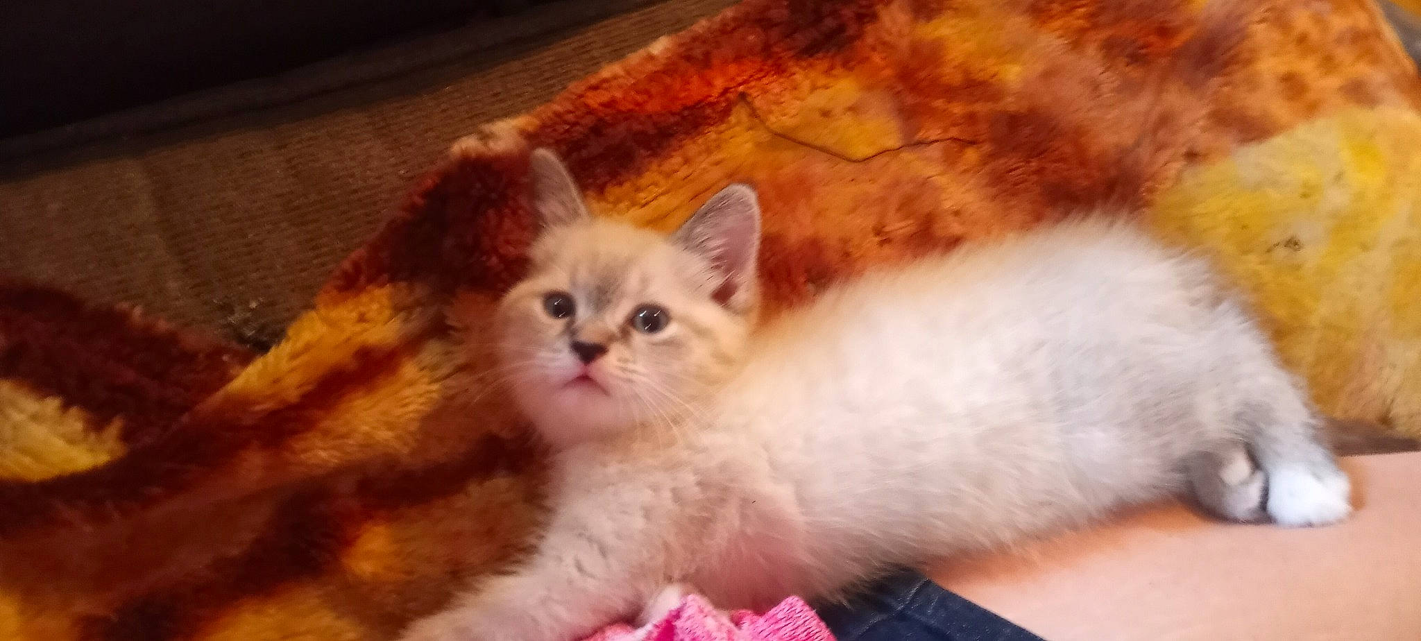 Dandelion is registered to the contest to win money with this photo: carnivore, cat, claw, comfort, domestic_short_haired_cat, eye, fawn, felidae, fur, iris, paw, small_to_medium_sized_cats, snout, tail, terrestrial_animal, whiskers, wood