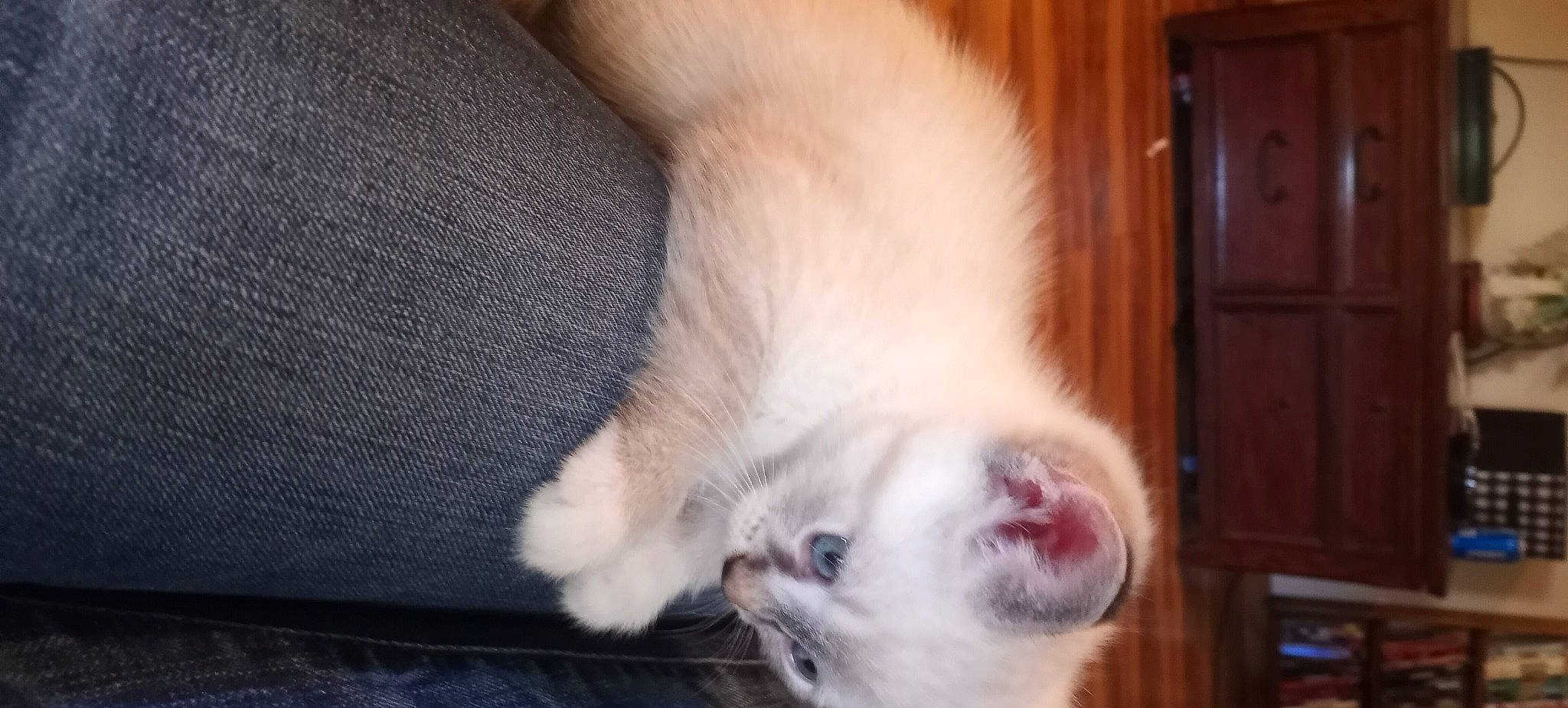 Dandelion is registered to the contest to win money with this photo: cabinetry, canidae, carnivore, cat, comfort, companion_dog, dog_breed, fawn, felidae, flooring, foot, hair, leg, paw, small_to_medium_sized_cats, snout, sporting_group, tail, whiskers, wood