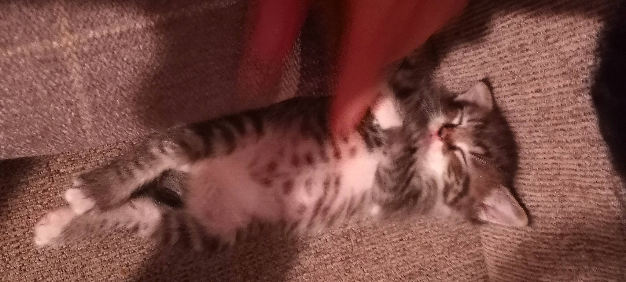 Baby Fred joined the competition — help win amazing prizes! carnivore, cat, claw, comfort, domestic_short_haired_cat, fawn, felidae, fur, grey, human_leg, nap, pattern, paw, sleep, small_to_medium_sized_cats, snout, tail, terrestrial_animal, whiskers, wood