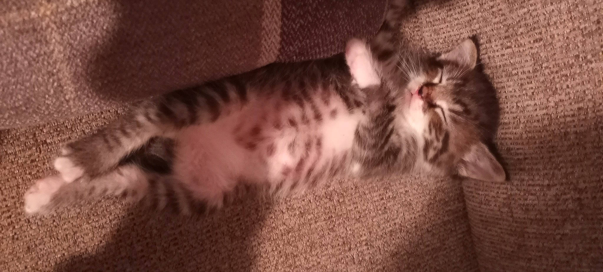 Baby Fred joined the competition — help win amazing prizes! carnivore, cat, cat_bed, claw, comfort, domestic_short_haired_cat, fawn, felidae, fur, grey, nap, pattern, paw, sleep, small_to_medium_sized_cats, snout, tail, terrestrial_animal, whiskers, wood