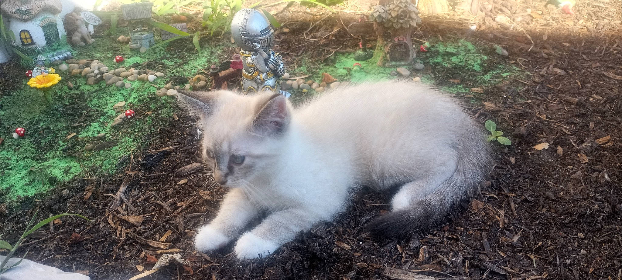 Qtip joined the competition — help win amazing prizes! carnivore, cat, dog_breed, domestic_short_haired_cat, fawn, felidae, fur, grass, groundcover, plant, small_to_medium_sized_cats, snout, soil, tail, terrestrial_animal, whiskers, wildlife