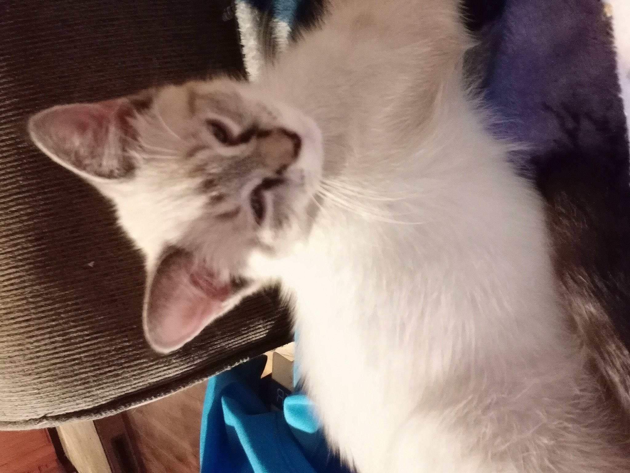 Qtip is registered to the contest to win money with this photo: carnivore, cat, claw, comfort, domestic_short_haired_cat, ear, fang, felidae, fur, hat, paw, plant, small_to_medium_sized_cats, snout, sun_hat, tail, whiskers