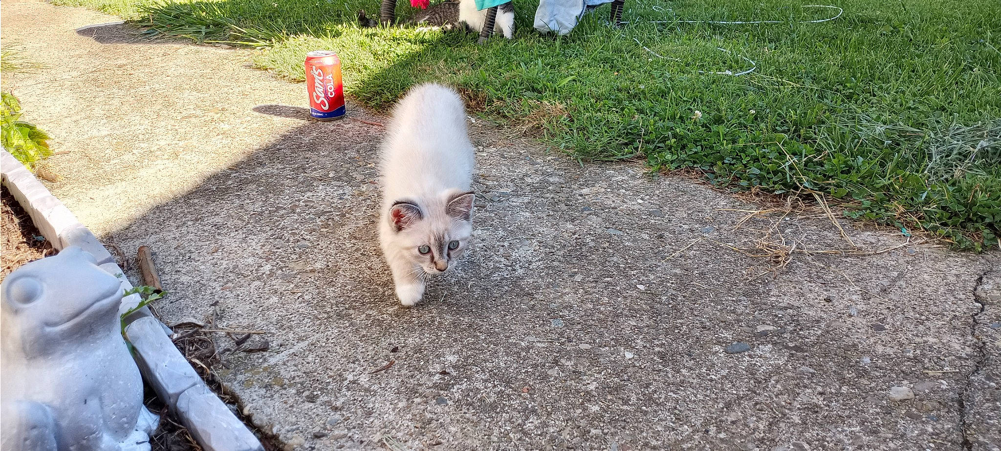 Qtip joined the competition — help win amazing prizes! asphalt, carnivore, cat, companion_dog, curb, dog_breed, domestic_short_haired_cat, fawn, felidae, fur, grass, groundcover, road_surface, sidewalk, small_to_medium_sized_cats, snout, soil, sporting_group, tail, whiskers