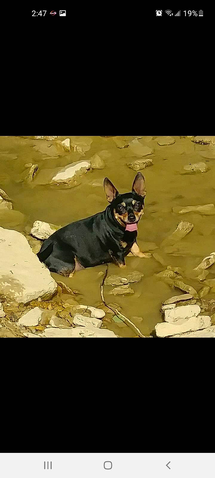 Mini is registered to the contest to win money with this photo: art, canidae, companion_dog, dog, dog_breed, dog_supply, fawn, fictional_character, font, guard_dog, illustration, painting, shadow, sporting_group, still_life_photography, sunglasses, toy_dog, visual_arts, whiskers, working_animal