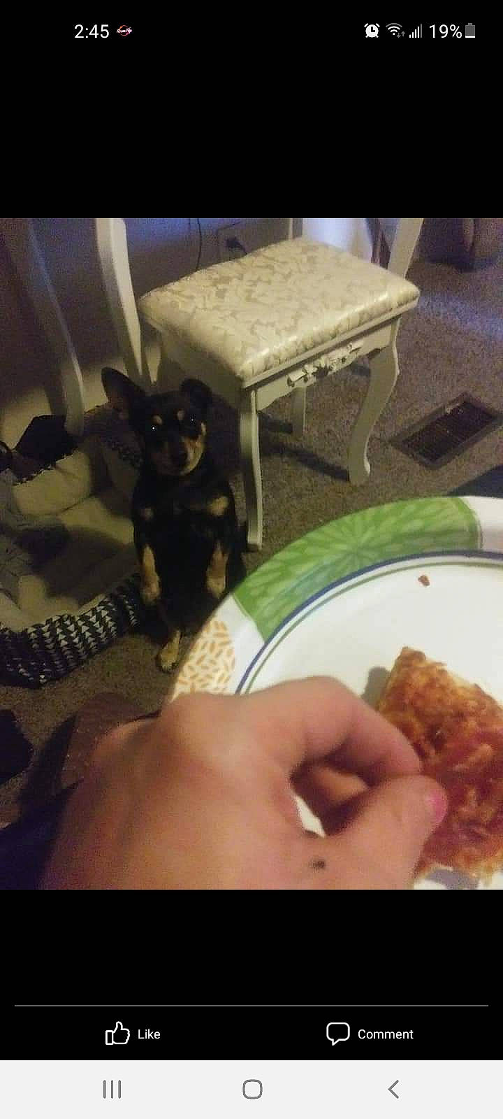 Mini joined the competition — help win amazing prizes! carnivore, chair, comfort, cuisine, deep_frying, fast_food, felidae, food, fried_food, fritter, furniture, ingredient, karaage, korokke, pakora, plate, recipe, small_to_medium_sized_cats, table, tableware