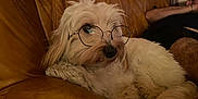 Tess participe au concours pour gagner de l'argent avec cette photo : animal, brown, casual, companion, couch, cozy, cute, dog, furry, glasses, home, human, indoor, leather, living_room, pet, portrait, relaxing, resting, white_dog
