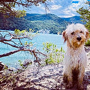 Tess a rejoint le concours — aidez-le/la à gagner de superbes lots ! animal, canine, clouds, dog, greenery, lake, landscape, mountains, nature, outdoor, pet, rocks, scenic, scruffy, sky, sunlight, trail, trees, water, wet