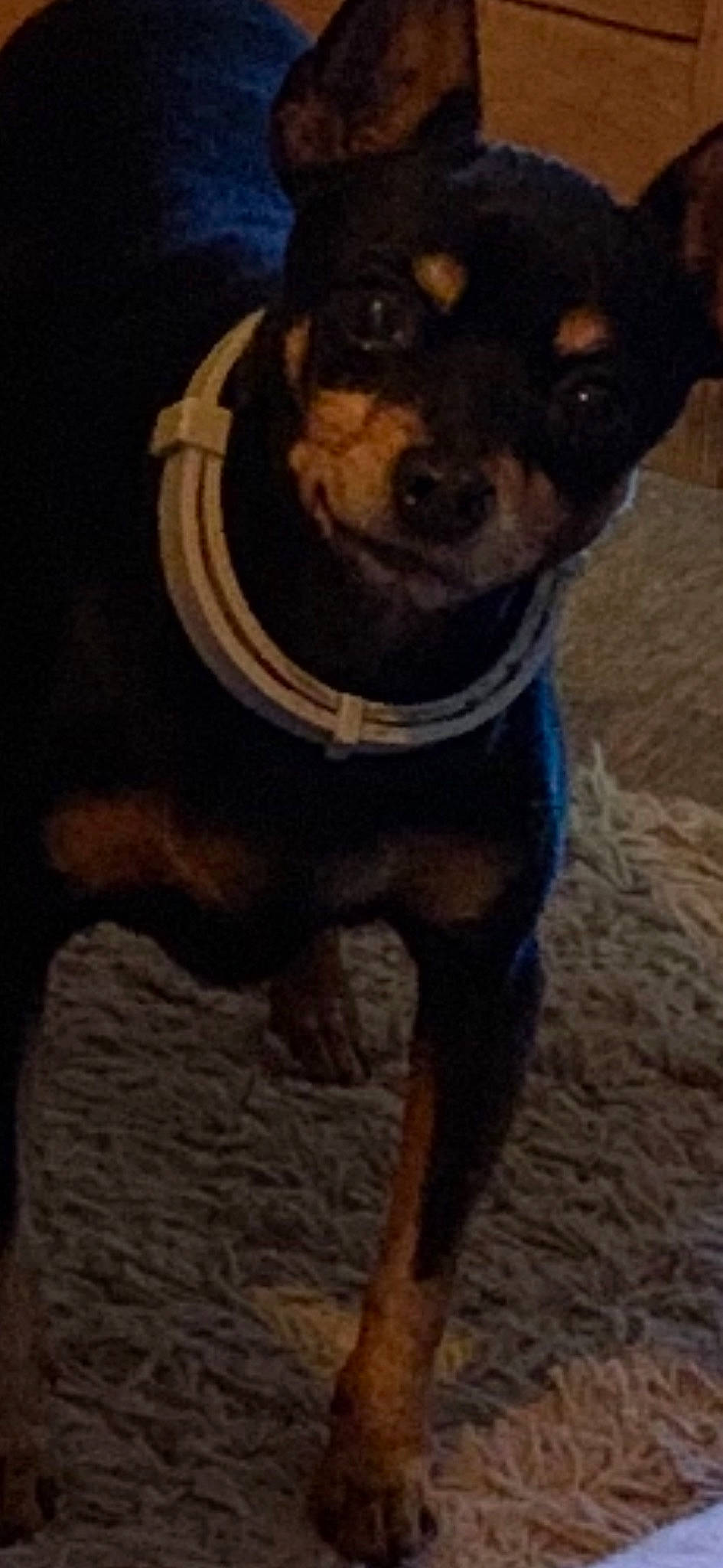 Lucette a rejoint le concours — aidez-le/la à gagner de superbes lots ! black, brown, canidae, carnivore, collar, companion_dog, dog, dog_breed, fawn, liver, neck, non_sporting_group, pet_supply, photograph, puppy, snout, sporting_group, terrestrial_animal, vertebrate, working_animal