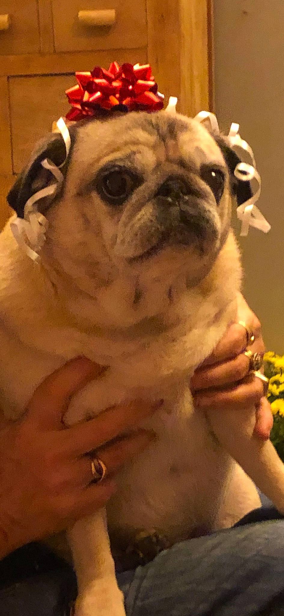 Sousou participe au concours pour gagner de l'argent avec cette photo : canidae, carnivore, collar, dog, dog_breed, fawn, finger, gesture, hand, jewellery, nail, pet_supply, pug, skin, snout, thumb, toy_dog, vertebrate, working_animal, wrist