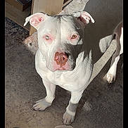 Aspen is registered to the contest to win money with this photo: dog, white_dog, pet, canine, indoor, sunlight, shadow, floor, sneakers, wooden_shelf, alert, standing, pink_nose, close_up, portrait, domestic, animal, fur, ears, eyes