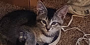 Buster is registered to the contest to win money with this photo: kitten, cat, shoe, sneaker, nike_air, carpet, cardboard_box, paw, lace, indoor, pet, animal, cute, resting, feline, cozy, closeup, domestic, small_animal, playful
