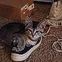 kitten, cat, shoe, sneaker, nike_air, carpet, cardboard_box, paw, lace, indoor, pet, animal, cute, resting, feline, cozy, closeup, domestic, small_animal, playful