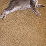 Buster joined the competition — help win amazing prizes! cat, kitten, tabby, pet, animal, feline, indoor, carpet, brown, cute, young, fur, whiskers, tail, ears, relaxed, lying_down, playful, curious, domestic