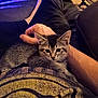 Buster joined the competition — help win amazing prizes! kitten, cat, pet, animal, lap, hand, person, furry, cute, indoor, resting, comfort, casual, clothing, tshirt, feline, relaxing, young, domestic_animal, closeup