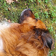 India participe au concours pour gagner de l'argent avec cette photo : animal, brown, calm, canine, closeup, dog, ear, fur, grass, leaves, moss, nature, outdoor, peaceful, pet, relaxation, rest, sleeping, snout, water