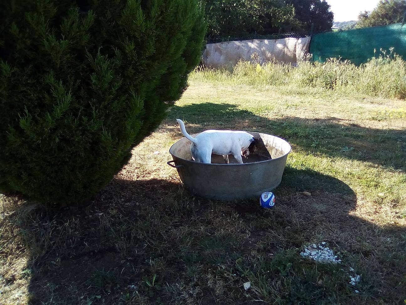 Hanoi participe au concours pour gagner de l'argent avec cette photo : bowl, cypress_family, grass, grass_family, groundcover, mixing_bowl, plastic_bag, shrub