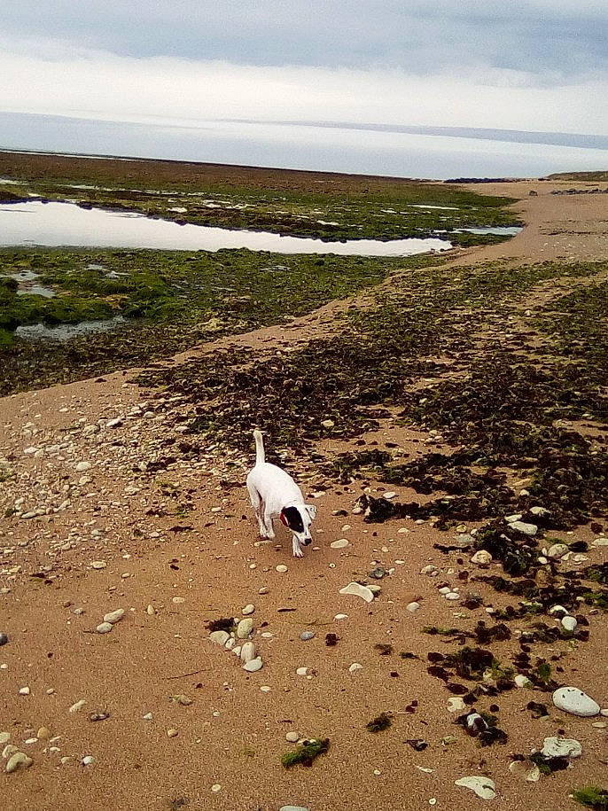 Hanoi participe au concours pour gagner de l'argent avec cette photo : algae, antarctic_flora, bird, bog, feather, fen, fluvial_landforms_of_streams, freshwater_marsh, green_algae, marsh, plain, salt_marsh, sand, seabird, shore, soil, steppe, tidal_marsh, tundra, wetland