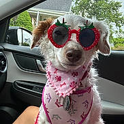 Princess Leia joined the competition — help win amazing prizes! accessories, animal, architecture, building, canine, dog, face, glasses, grass, head, outdoors, person, pet, photography, plant, portrait, puppy, shelter, sunglasses, transportation