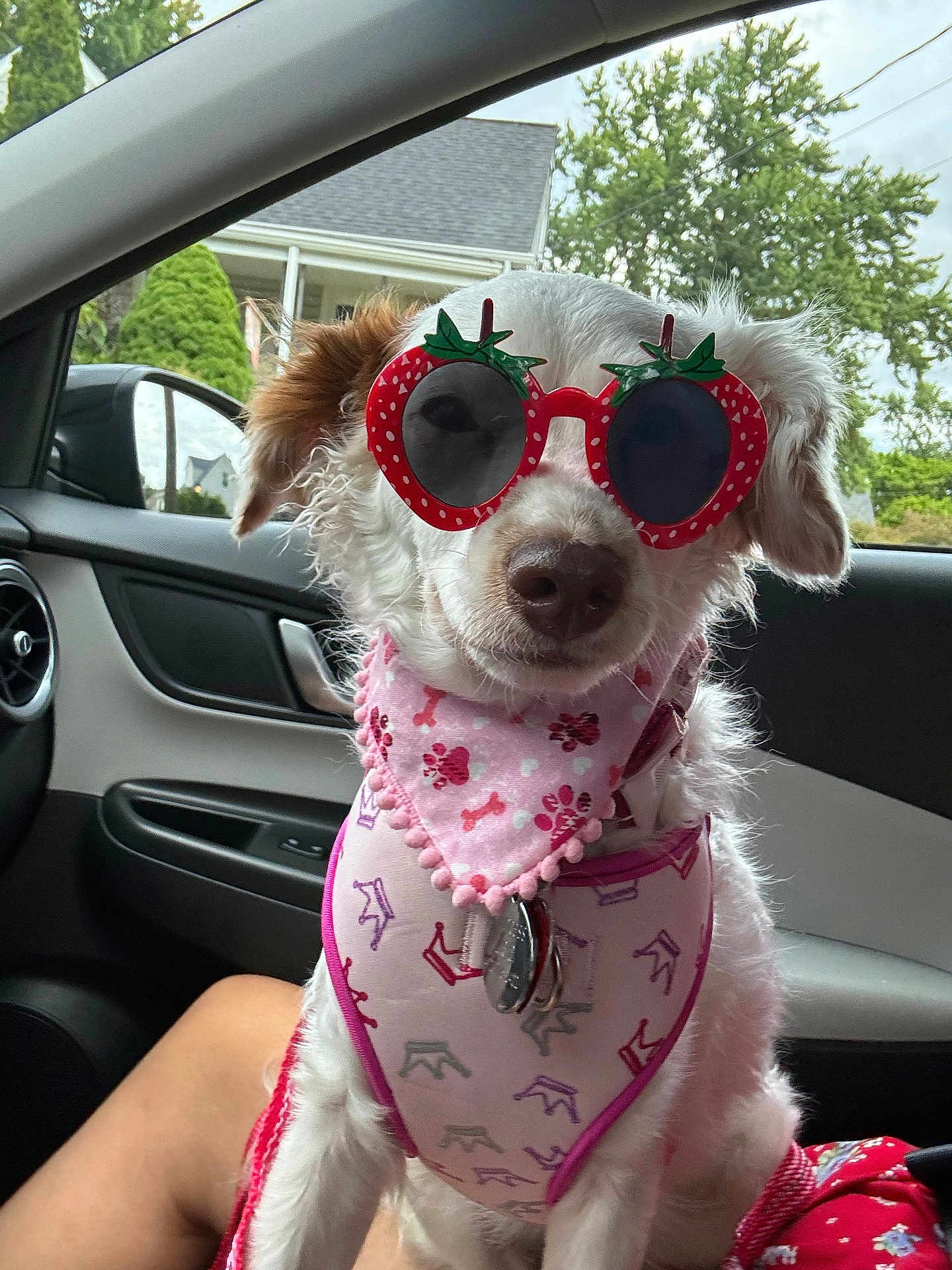 Princess Leia joined the competition — help win amazing prizes! accessories, animal, architecture, building, canine, dog, face, glasses, grass, head, outdoors, person, pet, photography, plant, portrait, puppy, shelter, sunglasses, transportation
