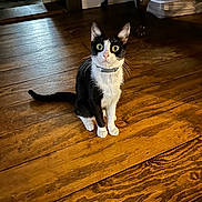 Boo joined the competition — help win amazing prizes! animal, black_and_white, cat, chair, collar, cozy, curious, domestic_cat, flooring, furniture, household, indoor, pet, plaid, sitting, surprised, tail, whiskers, wide_eyes, wooden_floor