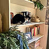 Boo is registered to the contest to win money with this photo: black_and_white_cat, books, bookshelf, cat, curious_cat, decor, domestic_cat, feline, greenery, home_interior, houseplant, indoor, natural_light, pet, picture_frame, plant_decor, shelf, stacked_books, wooden_bowls, wooden_furniture