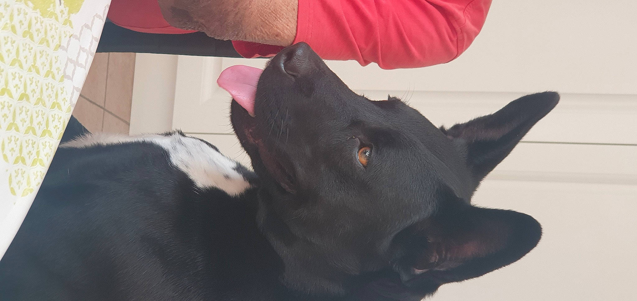 Neya participe au concours pour gagner de l'argent avec cette photo : black_cat, canidae, carnivore, dog_breed, ear, electric_blue, felidae, fur, gesture, magenta, non_sporting_group, small_to_medium_sized_cats, snout, sporting_group, terrestrial_animal, whiskers, working_animal