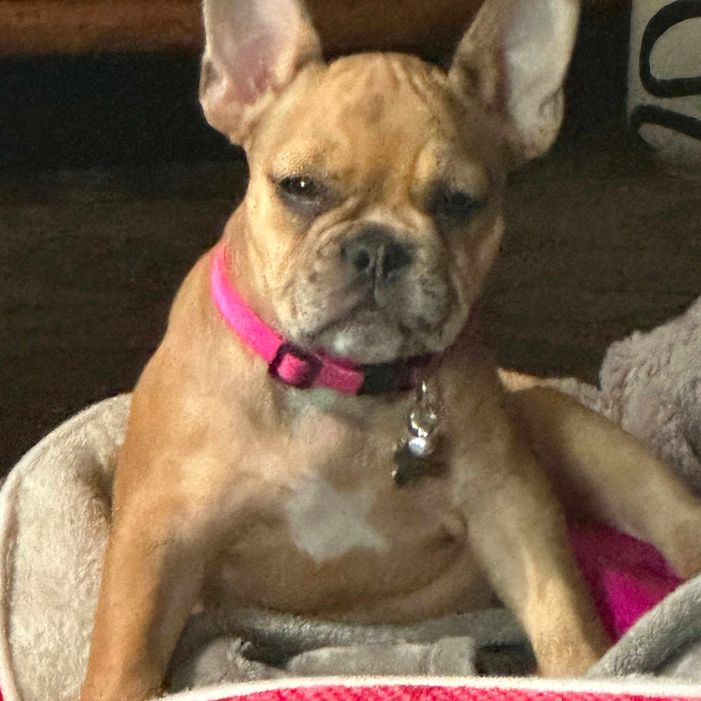 Glo joined the competition — help win amazing prizes! animal, boxer, bulldog, canine, chihuahua, dog, frenchbulldog, livestock, pet, pitbull, puppy, sheep