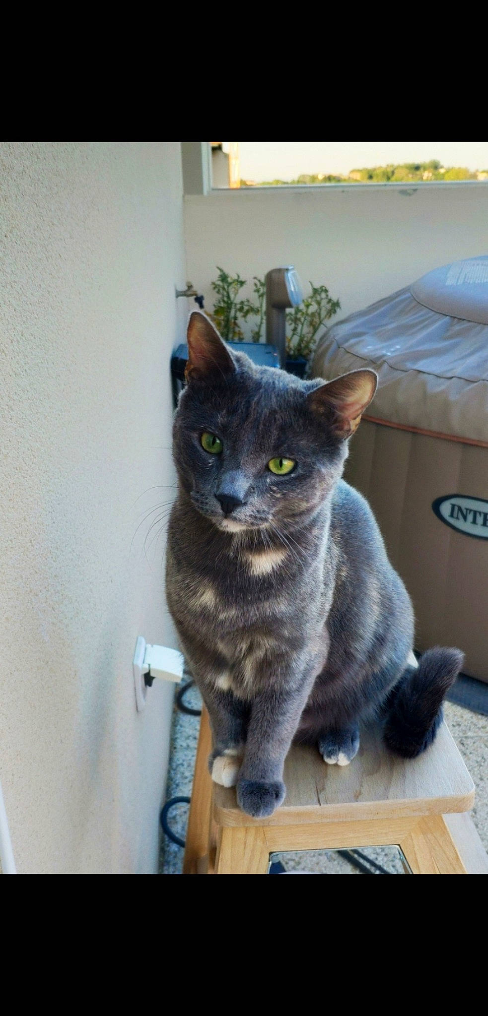 Nalou participe au concours pour gagner de l'argent avec cette photo : asian, british_shorthair, burmese, carnivore, cat, chartreux, domestic_short_haired_cat, european_shorthair, felidae, german_rex, kitten, korat, mammal, russian_blue, small_to_medium_sized_cats, vertebrate, whiskers