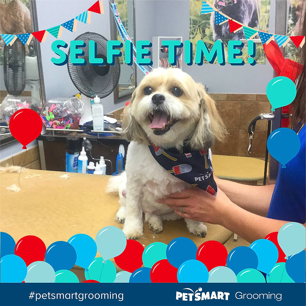 Riley Poohbear joined the competition — help win amazing prizes! advertising, carnivore, chair, companion_dog, design, dog, dog_breed, dog_supply, electric_blue, event, eyewear, font, fun, happy, leisure, photo_caption, product, recreation, shih_tzu, toy_dog