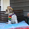 Poohbear is registered to the contest to win money with this photo: animal, bench, brown_and_white, colorful_clothing, cute, decorative_pot, dog, fur, outdoor, pet, plant_pot, poncho, portrait, side_view, sitting, small_dog, sombrero, striped, towel, wooden_bench