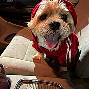 Poohbear is registered to the contest to win money with this photo: adorable, animal, canine, car_interior, car_seat, close_up, companion, cute, dog, friendly, fur, happy, hoodie, indoor, pet, red_clothing, seatbelt, small_dog, tongue_out, transportation